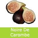 Noire De Carombe Fig Tree/shrub, JUICY SWEET TASTE + HARDY + BLACK SKIN **FREE UK MAINLAND DELIVERY + FREE 100% TREE WARRANTY**